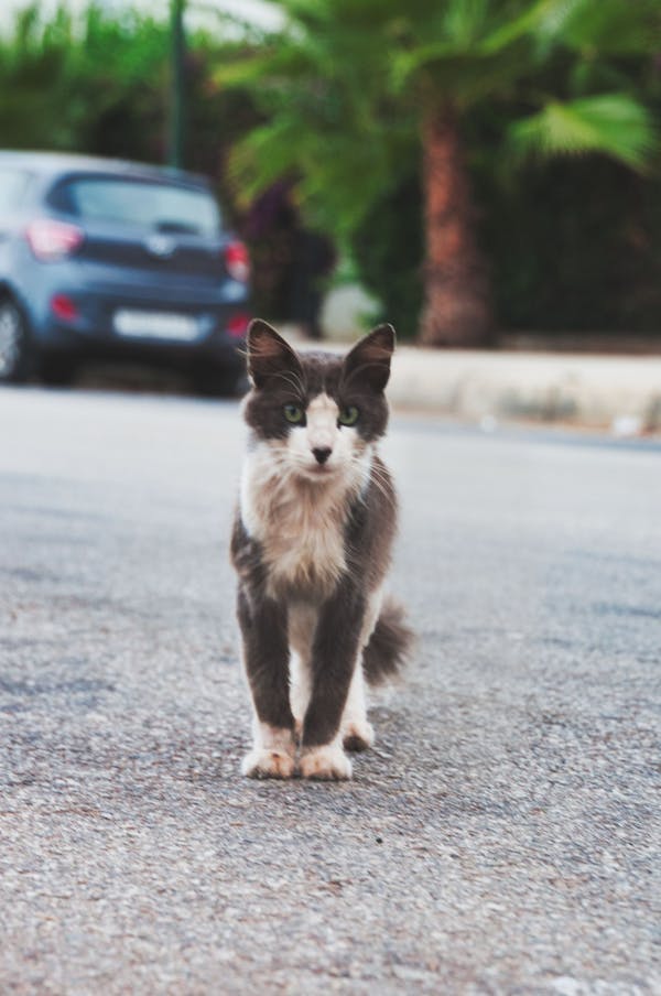cat